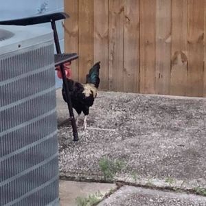 Meet your Posher, Zenab